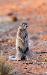 Preview wallpaper ground squirrel, glance, eyes, animal, nature