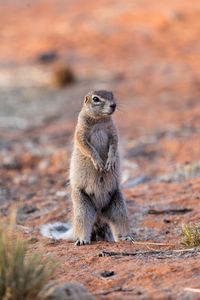 Preview wallpaper ground squirrel, glance, eyes, animal, nature