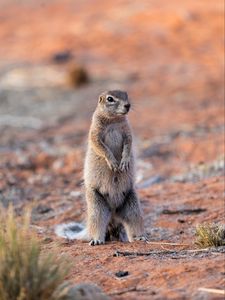 Preview wallpaper ground squirrel, glance, eyes, animal, nature