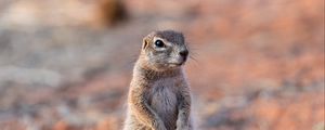 Preview wallpaper ground squirrel, glance, eyes, animal, nature