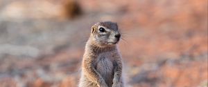 Preview wallpaper ground squirrel, glance, eyes, animal, nature