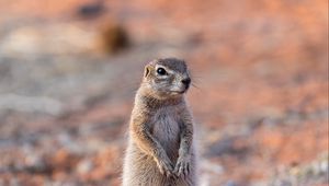 Preview wallpaper ground squirrel, glance, eyes, animal, nature
