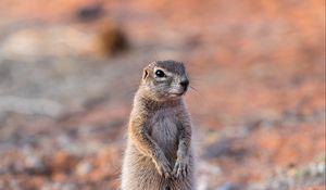 Preview wallpaper ground squirrel, glance, eyes, animal, nature