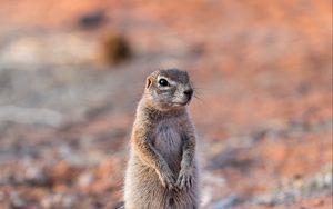 Preview wallpaper ground squirrel, glance, eyes, animal, nature