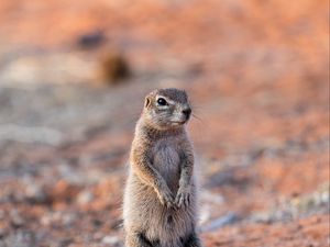 Preview wallpaper ground squirrel, glance, eyes, animal, nature