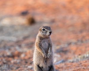 Preview wallpaper ground squirrel, glance, eyes, animal, nature