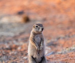 Preview wallpaper ground squirrel, glance, eyes, animal, nature