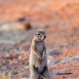 Preview wallpaper ground squirrel, glance, eyes, animal, nature