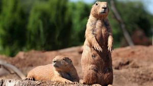 Preview wallpaper groundhog, marmot, forest, stand, danger, rodent