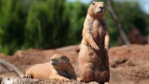 Preview wallpaper groundhog, marmot, forest, stand, danger, rodent