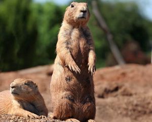 Preview wallpaper groundhog, marmot, forest, stand, danger, rodent