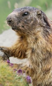 Preview wallpaper groundhog, wildlife, blur, animal