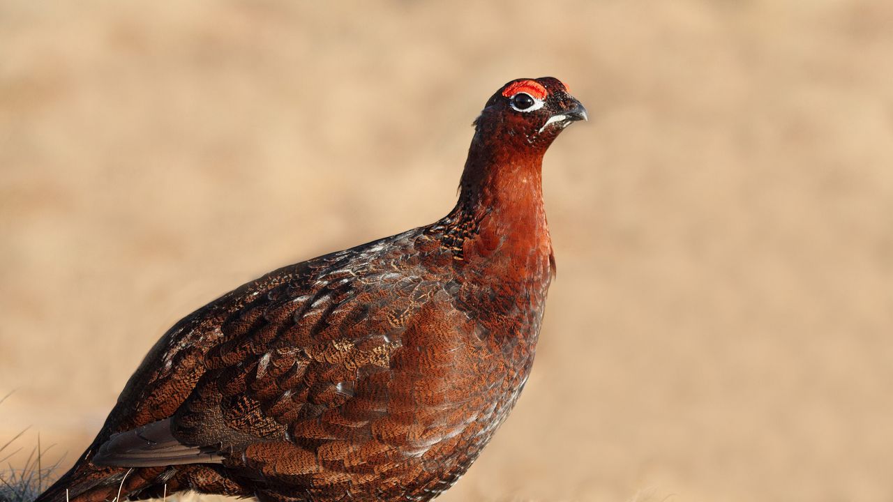 Wallpaper grouse, bird, color, large