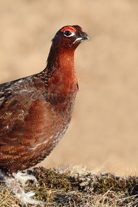 Preview wallpaper grouse, bird, color, large