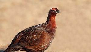 Preview wallpaper grouse, bird, color, large