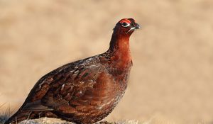 Preview wallpaper grouse, bird, color, large