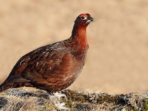 Preview wallpaper grouse, bird, color, large