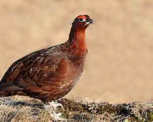 Preview wallpaper grouse, bird, color, large