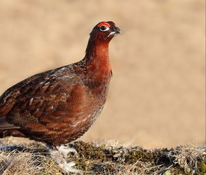 Preview wallpaper grouse, bird, color, large