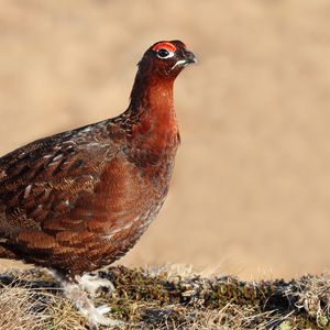 Preview wallpaper grouse, bird, color, large