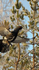 Preview wallpaper grouse, bird, wings, branches