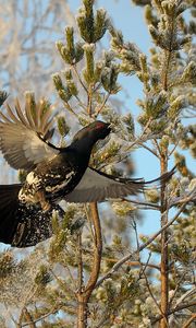 Preview wallpaper grouse, bird, wings, branches