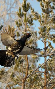 Preview wallpaper grouse, bird, wings, branches