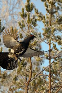 Preview wallpaper grouse, bird, wings, branches