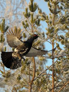 Preview wallpaper grouse, bird, wings, branches