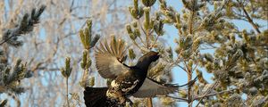 Preview wallpaper grouse, bird, wings, branches