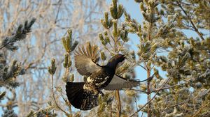 Preview wallpaper grouse, bird, wings, branches