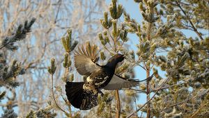 Preview wallpaper grouse, bird, wings, branches