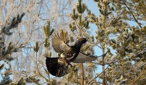 Preview wallpaper grouse, bird, wings, branches