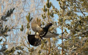 Preview wallpaper grouse, bird, wings, branches