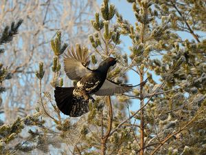 Preview wallpaper grouse, bird, wings, branches