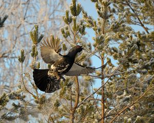 Preview wallpaper grouse, bird, wings, branches