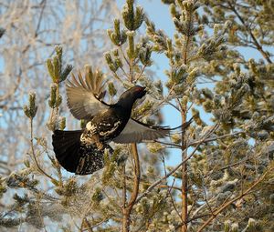 Preview wallpaper grouse, bird, wings, branches