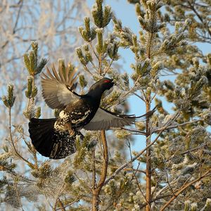 Preview wallpaper grouse, bird, wings, branches