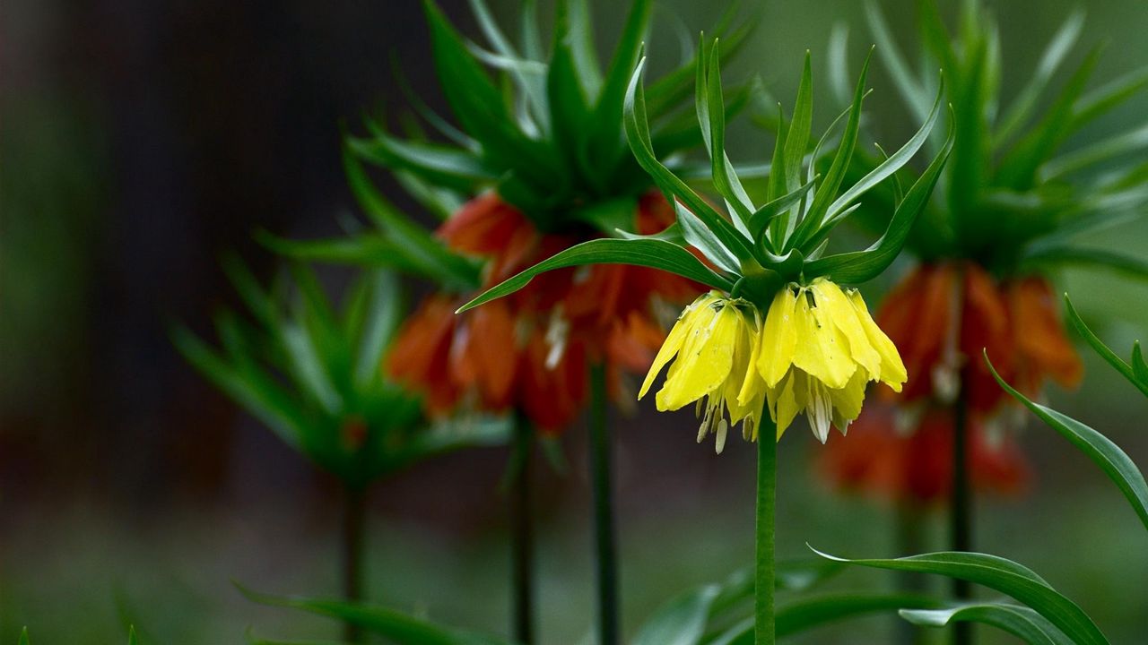 Wallpaper grouse, flowers, blur, close-up, flowerbed