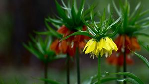 Preview wallpaper grouse, flowers, blur, close-up, flowerbed