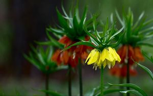 Preview wallpaper grouse, flowers, blur, close-up, flowerbed