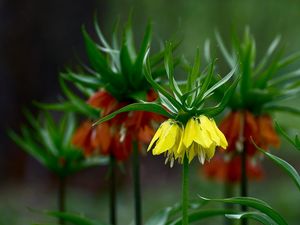 Preview wallpaper grouse, flowers, blur, close-up, flowerbed