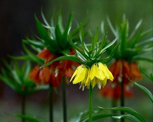 Preview wallpaper grouse, flowers, blur, close-up, flowerbed