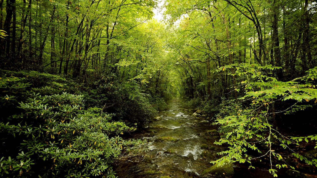 Wallpaper grove, stream, trees, grass