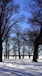 Preview wallpaper grove, trees, winter, snow, silence