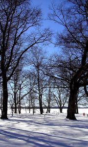 Preview wallpaper grove, trees, winter, snow, silence