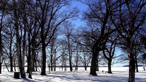 Preview wallpaper grove, trees, winter, snow, silence