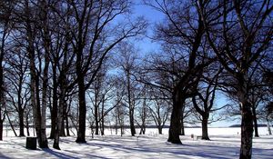 Preview wallpaper grove, trees, winter, snow, silence