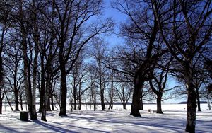 Preview wallpaper grove, trees, winter, snow, silence