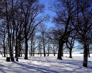 Preview wallpaper grove, trees, winter, snow, silence